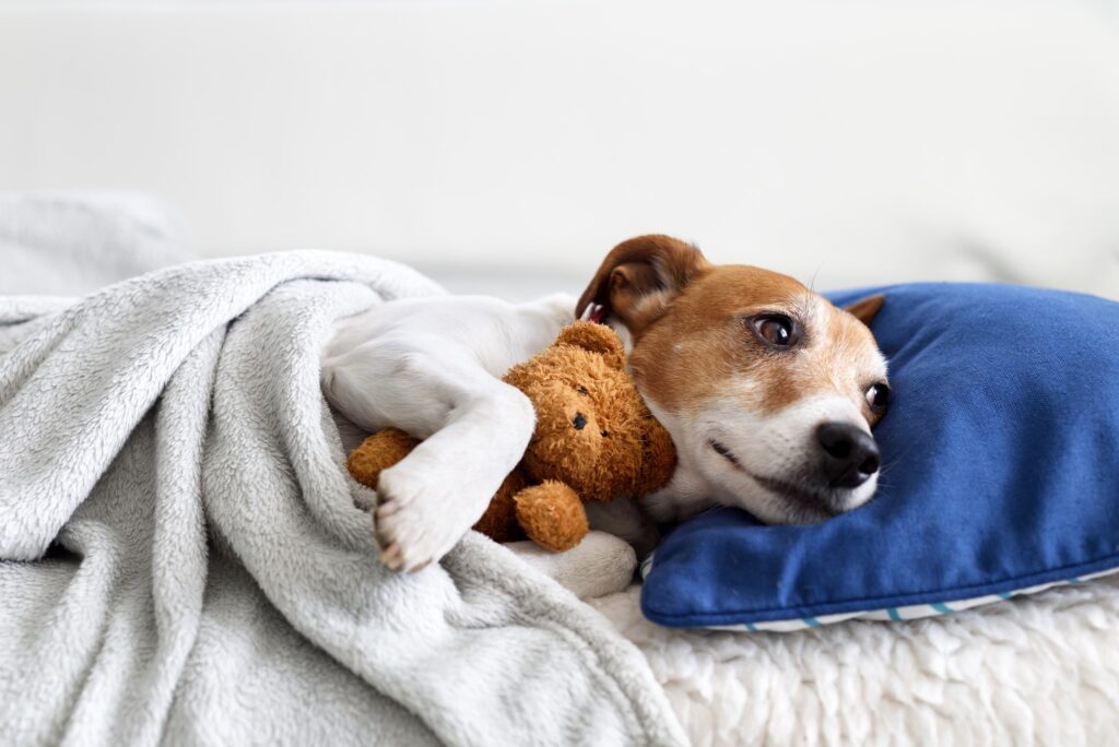 Sleeping jack russel terrier puppy