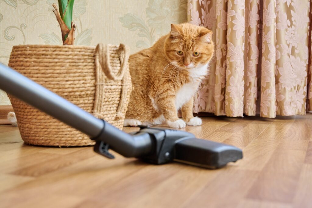 Cleaning house with vacuum cleaner, vacuum cleaner brush with pet cat 20-minute daily cleaning routine